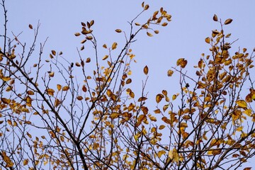 Autumn colorful leaves on the ground and on the trees. Slovakia