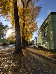 Autumn colorful leaves on the ground and on the trees. Slovakia