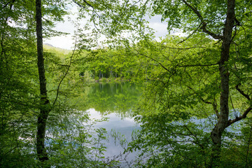 Fototapeta na wymiar forest lake