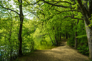 Fototapeta premium forest lake