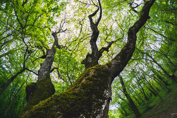 Fototapeta premium forest lake