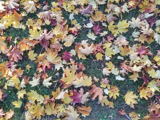 Autumn colorful leaves on the ground and on the trees. Slovakia