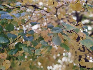 Autumn colorful leaves on the ground and on the trees. Slovakia