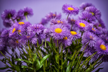 Obraz premium Purple wild flowers. Still life