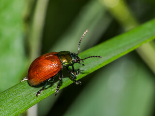 bug 27