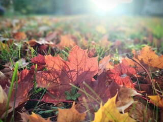 Autumn colorful leaves on the ground and on the trees. Slovakia