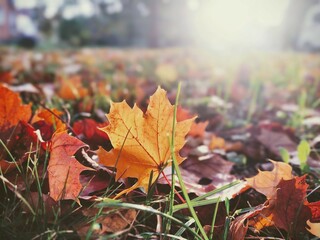 Autumn colorful leaves on the ground and on the trees. Slovakia