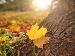 Autumn colorful leaves on the ground and on the trees. Slovakia	