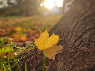 Autumn colorful leaves on the ground and on the trees. Slovakia	