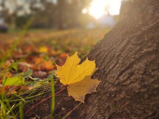 Autumn colorful leaves on the ground and on the trees. Slovakia	