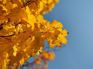 Autumn colorful leaves on the ground and on the trees. Slovakia	