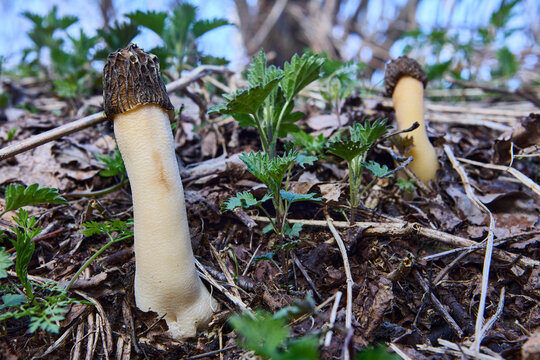 Wild fungus morel in its natural habitat in spring forest.