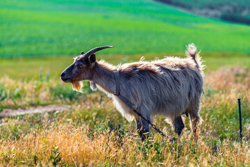 Obraz premium Domestic goats graze in the field in summer, with green grass in the background. Wildlife, animals on a meadow, Beautiful summer landscape sunset
