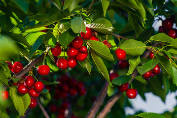 Cherries hanging on a cherry tree branch., Sour cherries  in a garden, Fresh and healthy, Close-Up, in the sunshine