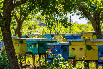 flying bees. Wooden beehive and bees. A beehive from a tree stands on an apiary. The houses of the...