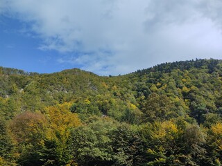 Autumn colorful leaves on the ground and on the trees. Slovakia	
