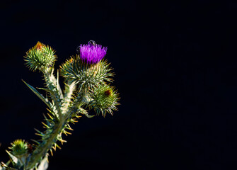 Burdock thorny purple flower, green buds and leaves Blooming medicinal plant burdock (Arctium...