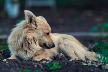 Happy dogs having fun, sits and looks around. group of happy dogs running outdoors in summer  in the countryside