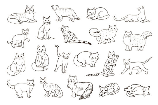 Cats breeds vector line illustrations set