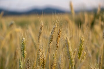 Wheat field during sunnrise or sunset. Slovakia	