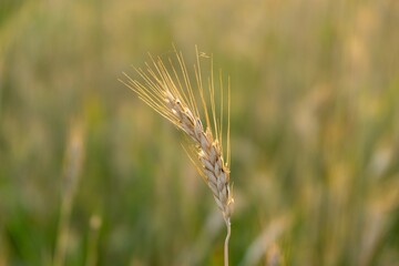 Fototapeta premium Wheat field during sunnrise or sunset. Slovakia 
