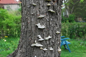 subtle hub-like mushrooms on a plum trunk