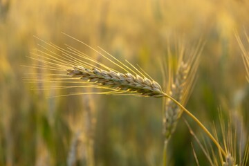 Wheat field during sunnrise or sunset. Slovakia	