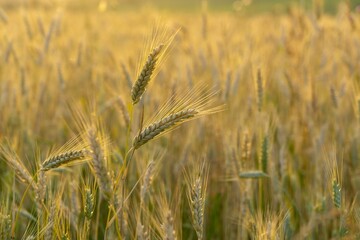 Wheat field during sunnrise or sunset. Slovakia	