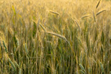 Wheat field during sunnrise or sunset. Slovakia	