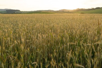Wheat field during sunnrise or sunset. Slovakia	