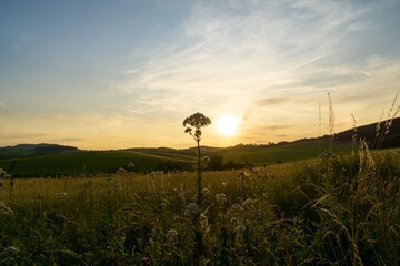Obraz premium Wheat field during sunnrise or sunset. Slovakia 