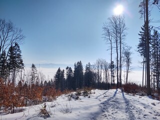 Mist inversion in the woods and mountains during autumn and winter. Slovakia
