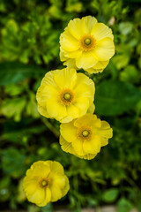 Four yellow, fully, bloomed, ranunculus flowers growing in an outdoor flower garden.
