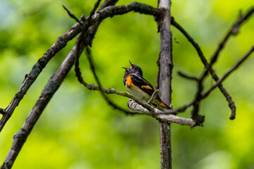 paruline flamboyante