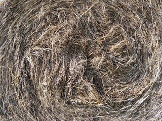 Hay bales on the meadow during autumn. Slovakia