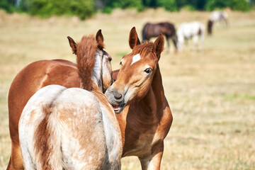 Two friendly draft foals scratch each other in the meadow. Two foals play on the pasture