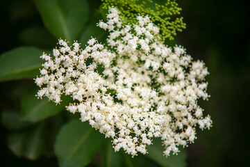 Small white flowers and green background.