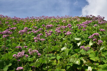 Plants below Krivan peak, High Tatras, Slovakia