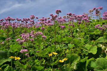 Plants below Krivan peak, High Tatras, Slovakia