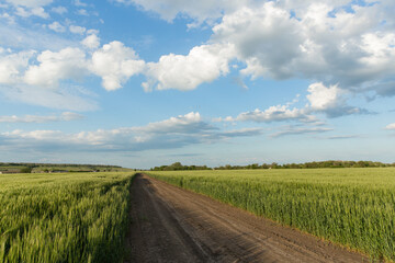 country road in the middle of a wheat field