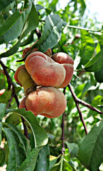  Peaches on the tree