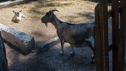 Goat looking after cute baby goat