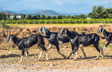 Beautiful summer landscape. Graceful black white goats glossy coats running clay path, green grassy field meadow mountains blue sky clouds. Cute farm animals care. Open air rustic village lifestyle