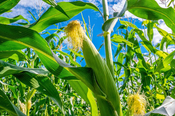 Inside a cornfield. An ear of corn in the foreground. Close-up. Harvest