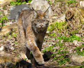 lynx