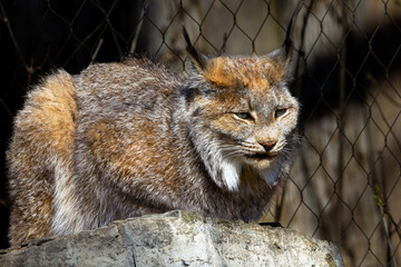 lynx © art'foto