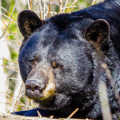 ours noir