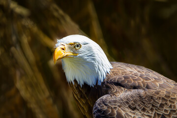 Fototapeta premium aigle, pygarde à tête blanche
