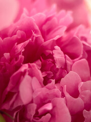 Macrophotography of the petals of the Medicinal Peony (Paeonia officinalis). Medicinal peony close-up