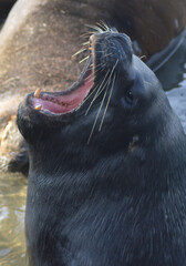 sea ​​lions south of chile, pacific ocean